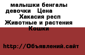 малышки бенгалы   девочки › Цена ­ 10 000 - Хакасия респ. Животные и растения » Кошки   